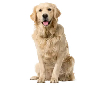 animais-de-estimacao